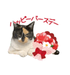 甲鍵ファミリー（個別スタンプ：22）