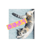 チマラムモチ（個別スタンプ：1）