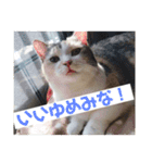 チマラムモチ（個別スタンプ：3）