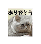 チマラムモチ（個別スタンプ：4）