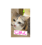 チマラムモチ（個別スタンプ：5）