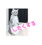 チマラムモチ（個別スタンプ：7）