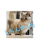 チマラムモチ（個別スタンプ：10）