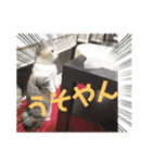 チマラムモチ（個別スタンプ：11）
