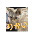 チマラムモチ（個別スタンプ：12）