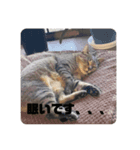 我が家のねこ様たち（個別スタンプ：1）
