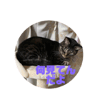 我が家のねこ様たち（個別スタンプ：2）