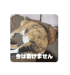 我が家のねこ様たち（個別スタンプ：3）