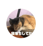我が家のねこ様たち（個別スタンプ：4）