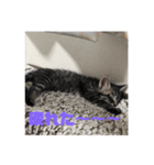 我が家のねこ様たち（個別スタンプ：5）