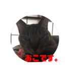 我が家のねこ様たち（個別スタンプ：6）
