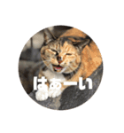我が家のねこ様たち（個別スタンプ：7）
