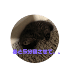 我が家のねこ様たち（個別スタンプ：8）
