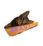 ふぉるなめスタンプ♪（個別スタンプ：8）