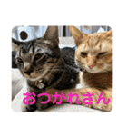 ふぉるなめスタンプ♪（個別スタンプ：22）