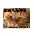 ふぉるなめスタンプ♪（個別スタンプ：24）