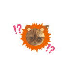 もふもふ猫と短足猫（個別スタンプ：3）