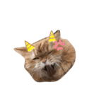 もふもふ猫と短足猫（個別スタンプ：5）