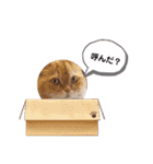 もふもふ猫と短足猫（個別スタンプ：6）
