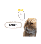 もふもふ猫と短足猫（個別スタンプ：7）