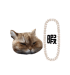 もふもふ猫と短足猫（個別スタンプ：9）