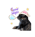 もふもふ猫と短足猫（個別スタンプ：12）