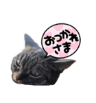 もふもふ猫と短足猫（個別スタンプ：14）