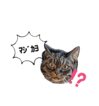 もふもふ猫と短足猫（個別スタンプ：16）