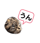 もふもふ猫と短足猫（個別スタンプ：17）