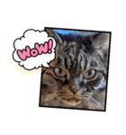 もふもふ猫と短足猫（個別スタンプ：18）