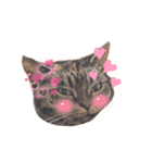 もふもふ猫と短足猫（個別スタンプ：19）