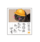 もふもふ猫と短足猫（個別スタンプ：21）