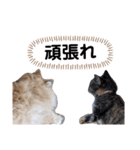 もふもふ猫と短足猫（個別スタンプ：23）