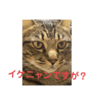 ぱんちゃんとたわちゃん（個別スタンプ：5）
