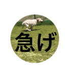 ペットで代弁（個別スタンプ：5）