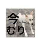 ペットで代弁（個別スタンプ：6）