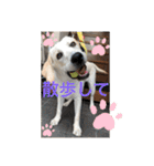 ペットで代弁（個別スタンプ：10）
