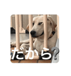 ペットで代弁（個別スタンプ：11）