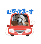 ペットで代弁（個別スタンプ：12）
