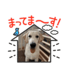 ペットで代弁（個別スタンプ：13）