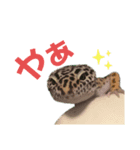 レオパのカゲロウ/フトアゴのぽぴまる（個別スタンプ：1）