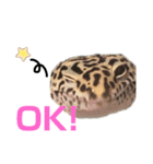 レオパのカゲロウ/フトアゴのぽぴまる（個別スタンプ：2）