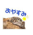 レオパのカゲロウ/フトアゴのぽぴまる（個別スタンプ：4）
