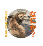 rikaponのニャン友（個別スタンプ：1）