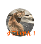 rikaponのニャン友（個別スタンプ：3）