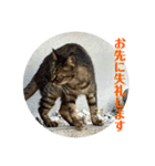 rikaponのニャン友（個別スタンプ：4）