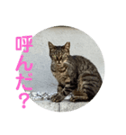 rikaponのニャン友（個別スタンプ：7）
