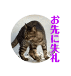 rikaponのニャン友（個別スタンプ：18）