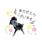 岡山弁犬(チワワ)（個別スタンプ：2）