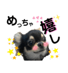 岡山弁犬(チワワ)（個別スタンプ：3）